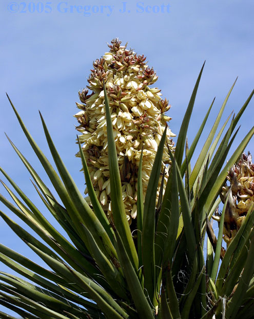 Blooming Yucca