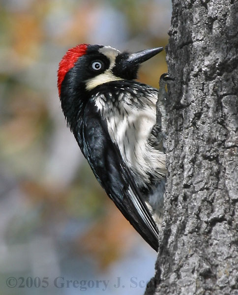 Acorn Woodpecker