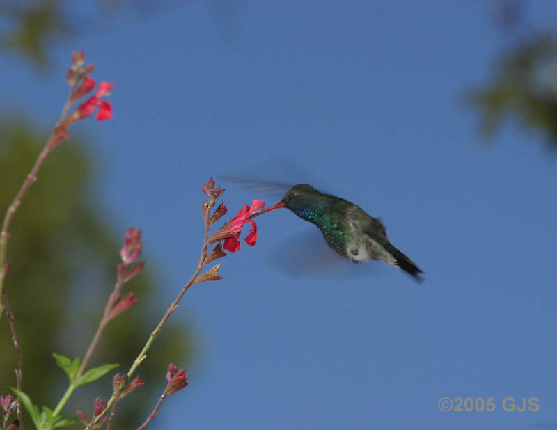 Broadbill at flower in sunlight