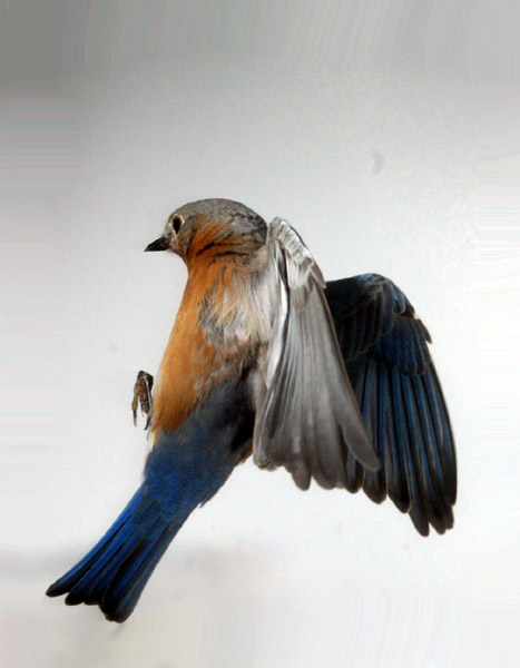 Bluebird Landing Female? not sure on gender...