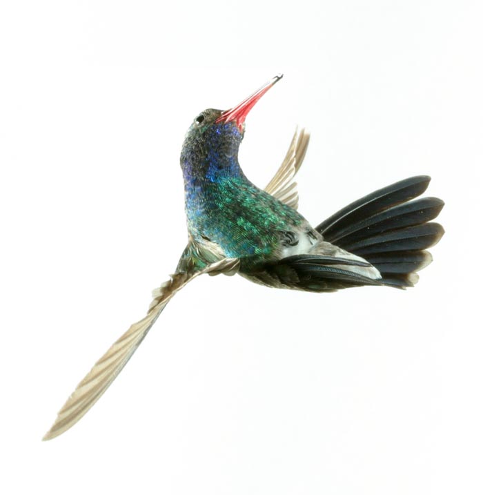 broadbill hummingbird