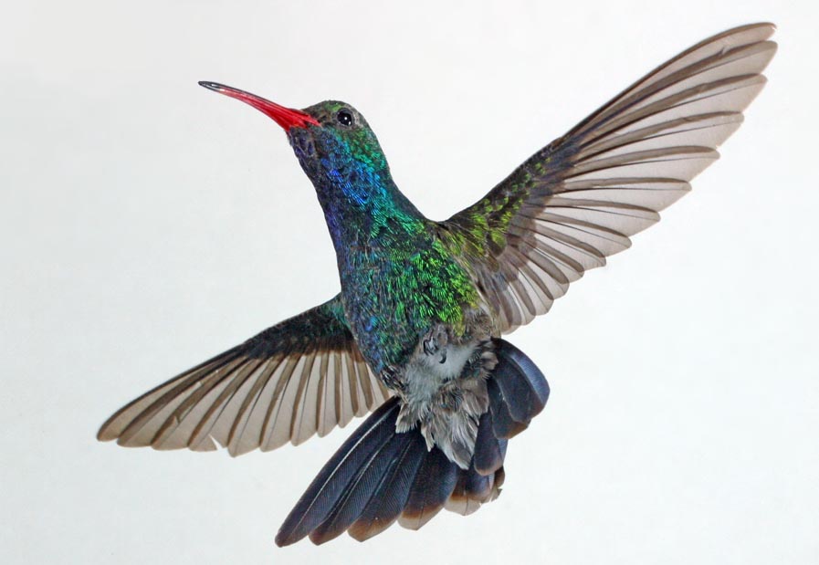 male broadbill hummingbird