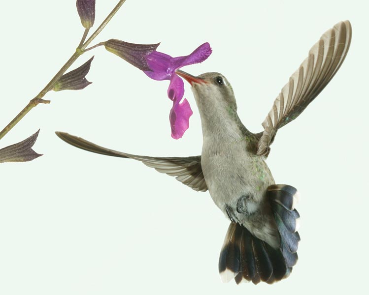 female broadbill hummingbird