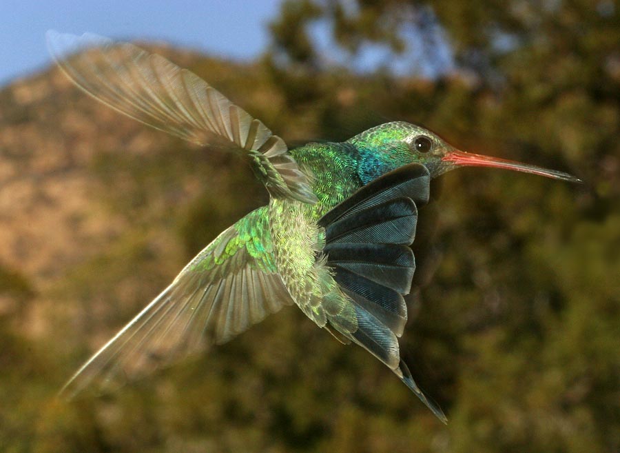 broadbill hummingbird