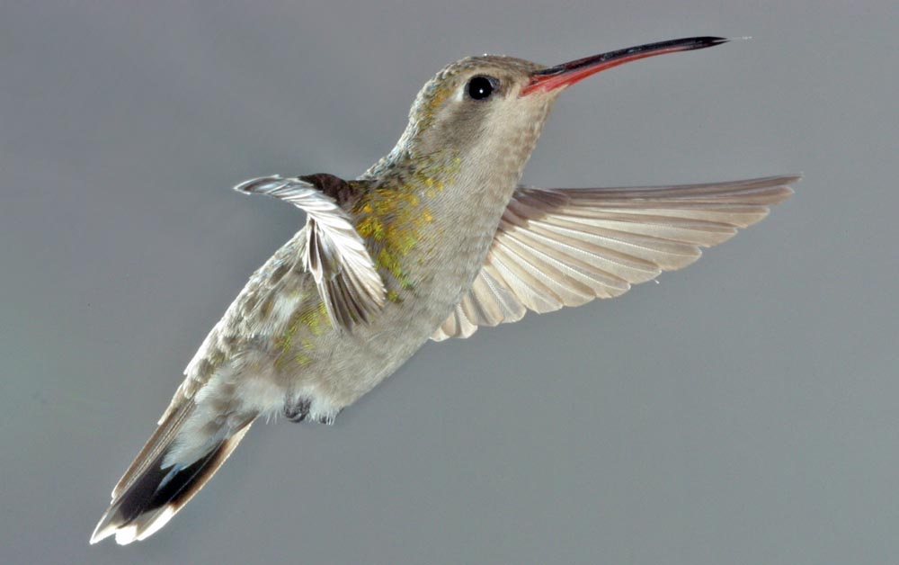 female broadbill hummingbird<