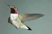Broadtailed hummingbird Selasphorus platycercus