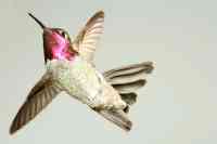 Annas hummingbird Calypte anna