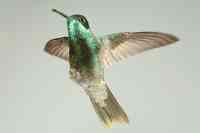 Magnificent hummingbird Eugenes fulgens