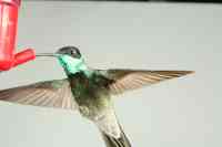 Magnificent hummingbird Eugenes fulgens