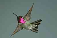 Annas hummingbird Calypte anna