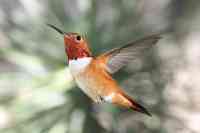 Rufous hummingbird Selasphorus rufus