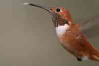 Rufous hummingbird Selasphorus rufus
