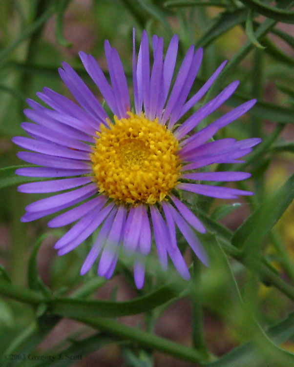 flowers in colorado