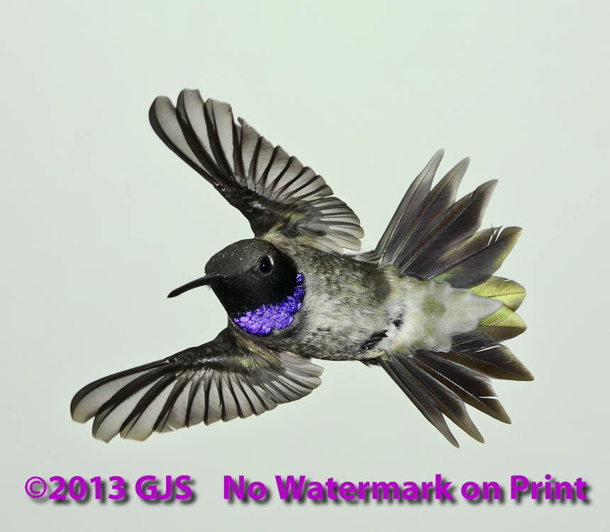 Black-Chinned Hummingbird Photo