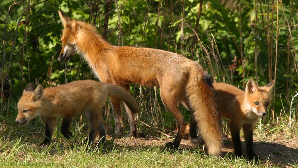 Fox Family