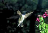 male black-chinned hummingbird (Ghost wing)