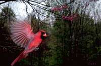 006 Male Cardinal