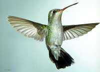 031 Female Broadbill hummingbird