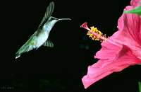 037 Immature Male Ruby Throated Hummingbird