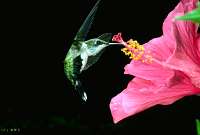 038 Immature Male Ruby Throated Hummingbird