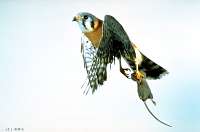 043 Male American Kestrel with mouse