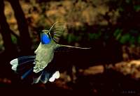 060 Male Blue Throated Hummingbird