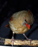 0815 Female Cardinal