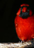 0877 male Cardinal