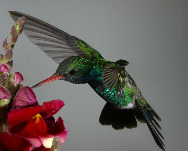 Broadbill Hummingbird with Tip Curve - shows wing in transition to back stroke