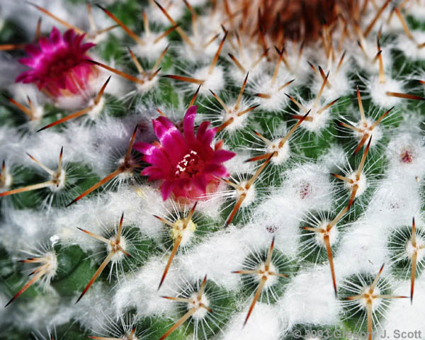 gjs 2174 cactus flower and spiral thorns 600x480